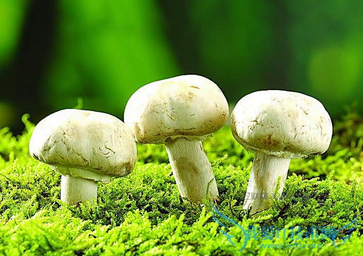 宝宝能吃蘑菇吗 52IJ母婴教育