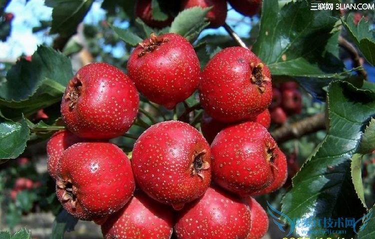 ׶ɽ髵ĺô 52IJĸӤ