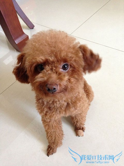 六问苹果iPhone 5c:改变在哪?该不该买?