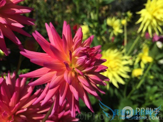 64GB版iPhone6 Plus三周深度体验 用着都醉了