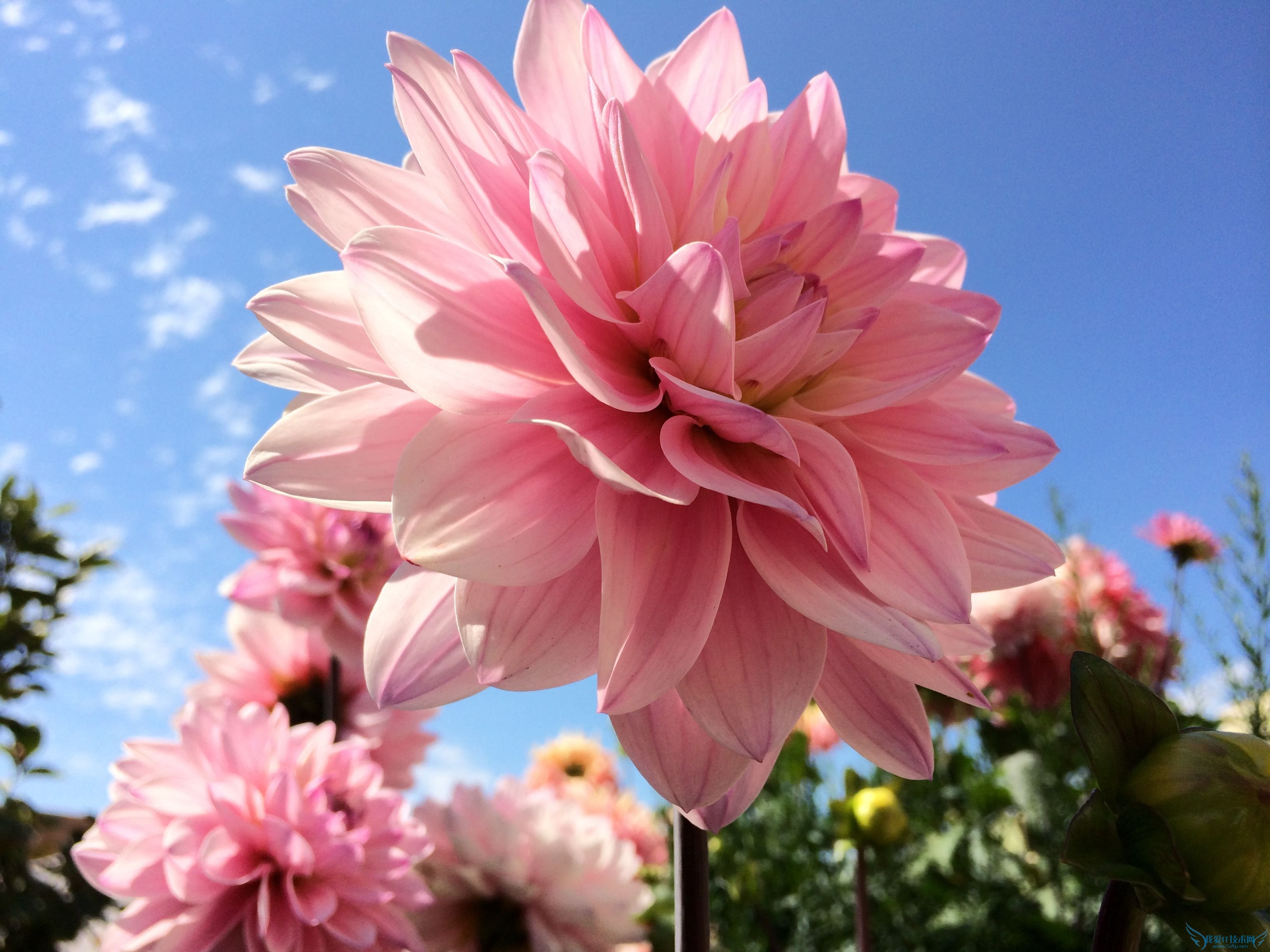 ƻiPhone 5sٷ 52IJֻ֮