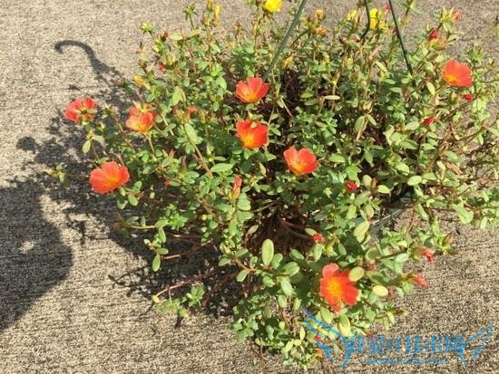 iPhone 6 Plus拍照对比单反:差距悬殊