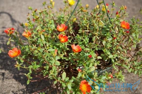 iPhone 6 Plus拍照对比单反:差距悬殊