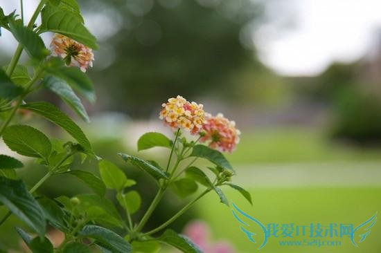 iPhone 6 Plus拍照对比单反:差距悬殊