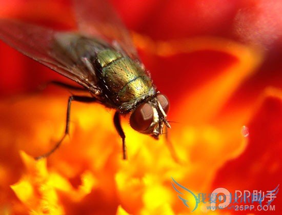 iPhone摄影爱好者必备 iPhone5s/5三合一微距镜头