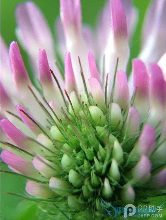 iPhone摄影爱好者必备 iPhone5s/5三合一微距镜头