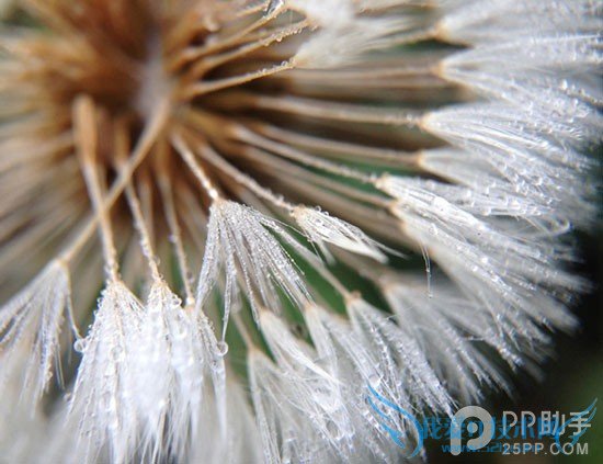 iPhone摄影爱好者必备 iPhone5s/5三合一微距镜头