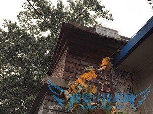 天生骄傲被完爆 锤子手机对比iPhone 6