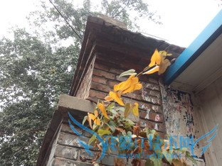 天生骄傲被完爆 锤子手机对比iPhone 6