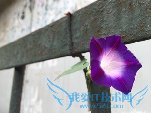 天生骄傲被完爆 锤子手机对比iPhone 6