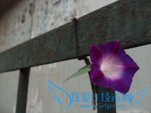 天生骄傲被完爆 锤子手机对比iPhone 6