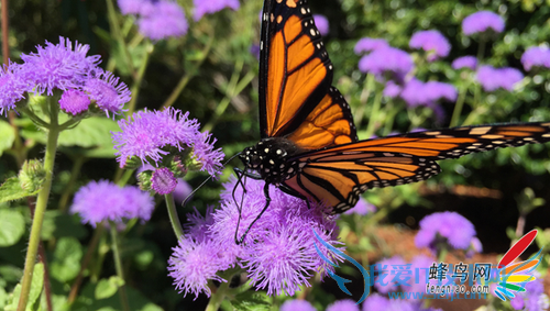 画质如何 iPhone6/Plus样张以及镜头解析