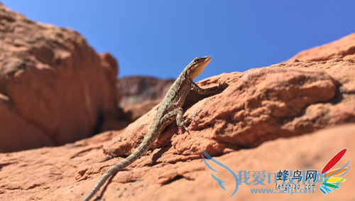 画质如何 iPhone6/Plus样张以及镜头解析