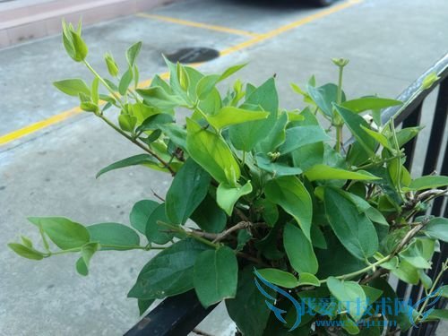 4寸侧滑Android精品OPPOX903评测(11)