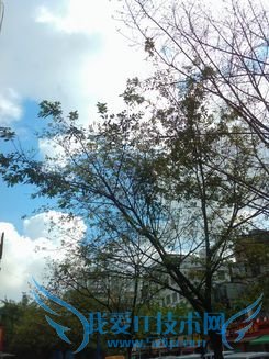 4寸侧滑Android精品OPPOX903评测(11)