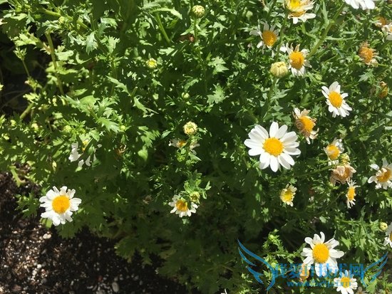 小屏旗舰!iPhone SE首发评测:不输iPhone 6S