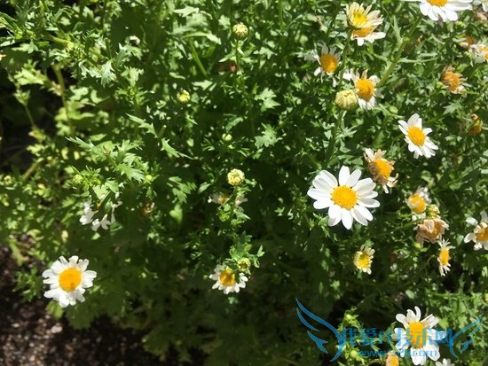 小屏旗舰!iPhone SE首发评测:不输iPhone 6S