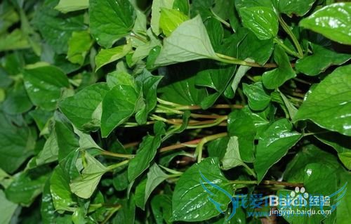 鱼腥草是个宝,你用过吗