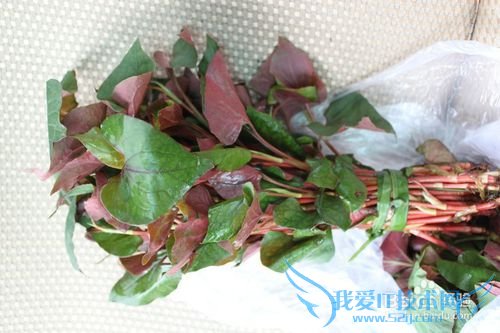 鱼腥草是个宝,你用过吗