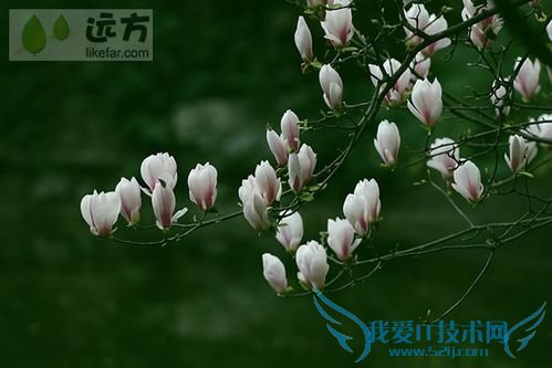 北京春季赏花攻略(春季去北京哪玩)