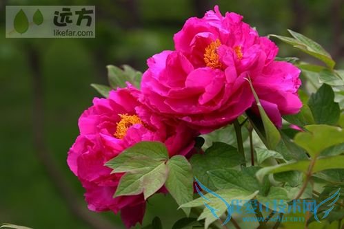 北京春季赏花攻略(春季去北京哪玩)