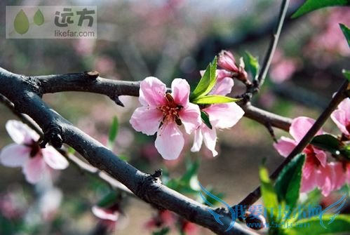 北京春季赏花攻略(春季去北京哪玩)