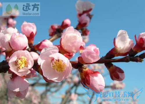 北京春季赏花攻略(春季去北京哪玩)