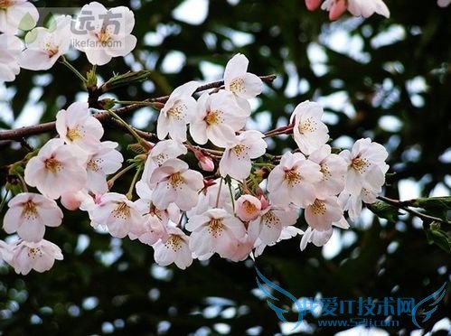 北京春季赏花攻略(春季去北京哪玩)