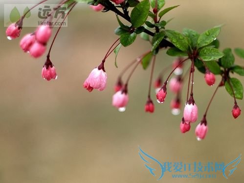 北京春季赏花攻略(春季去北京哪玩)