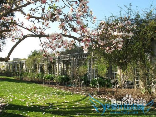 4种最独特的花园设计攻略