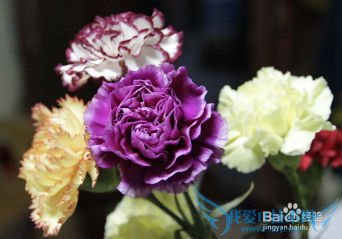 ¸¾Å®½ÚËÍÂèÂèʲôÀñÎï¸üÊʺÏ