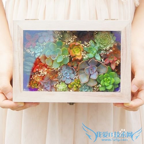 多肉礼物的私人定制