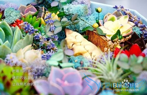 多肉礼物的私人定制