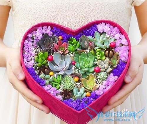 多肉礼物的私人定制