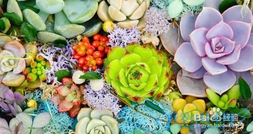 多肉礼物的私人定制