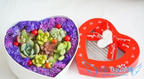 多肉礼物的私人定制