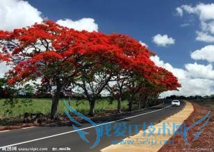 国外的情人节竟然是这个样子