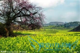 国外的情人节竟然是这个样子