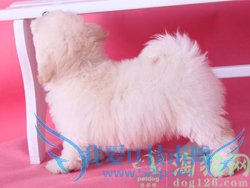 情人节送女朋友什么礼物