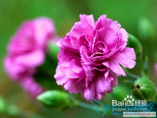 母亲节送给妈妈最用心的礼物