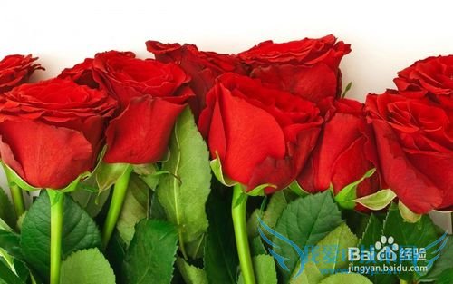 情人节,单身狗该如何过