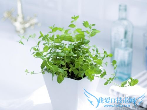 常见的新年礼物