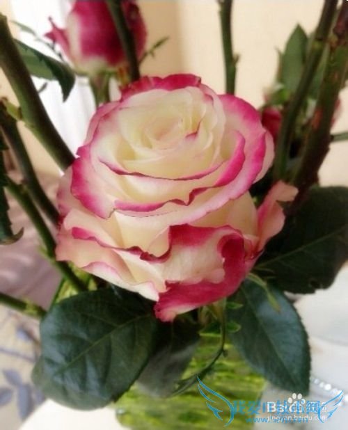 结婚纪念日送老婆什么礼物(结婚纪念日)