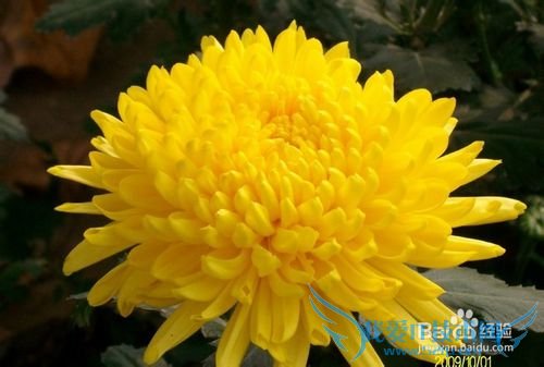 2013ĸ׽ڣDIYĸ׽