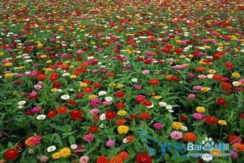 七夕送女朋友什么礼物好呢