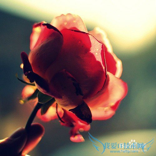 女人最喜欢的情人节礼物