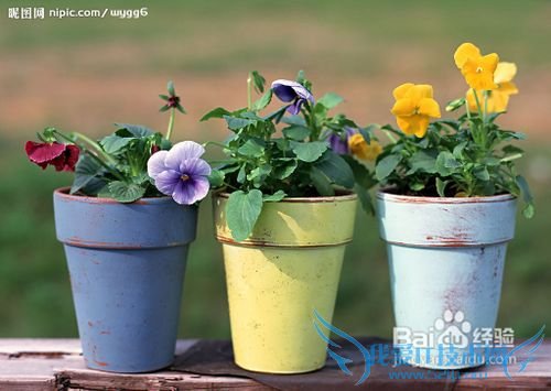 ÐÂÄêÀñÎïËÍʲôºÃ