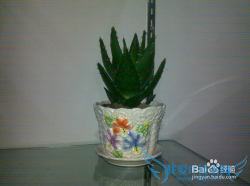 送男上司什么礼物好