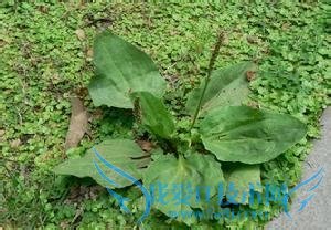 春天大地母亲的的礼物