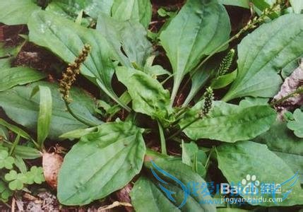 春天大地母亲的的礼物